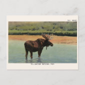 Yellowstone National Park Wyoming BULL MOOSE Briefkaart (Voorkant)