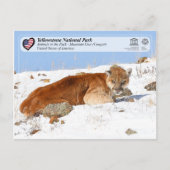 Yellowstone NP - Mountain Lion (Cougar) Briefkaart (Voorkant)