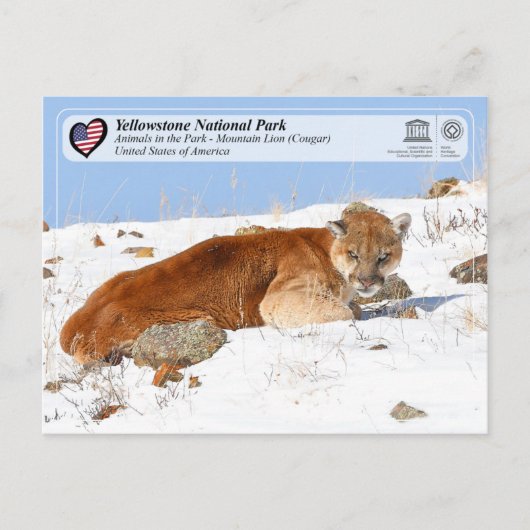 Yellowstone NP - Mountain Lion (Cougar) Briefkaart (Voorkant)