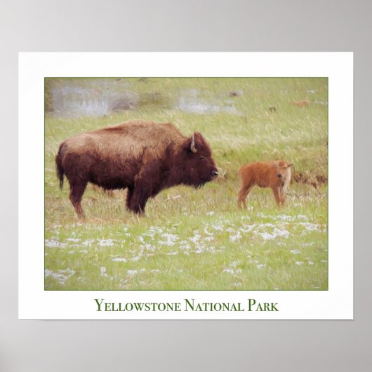 Yellowstone Poster met bizon en kalf (Voorkant)