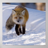 Yellowstone Red Fox Poster (Voorkant)