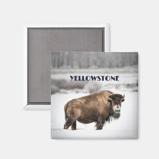Yellowstone Snowy Buffalo Magnet (Voorkant / Achterkant)
