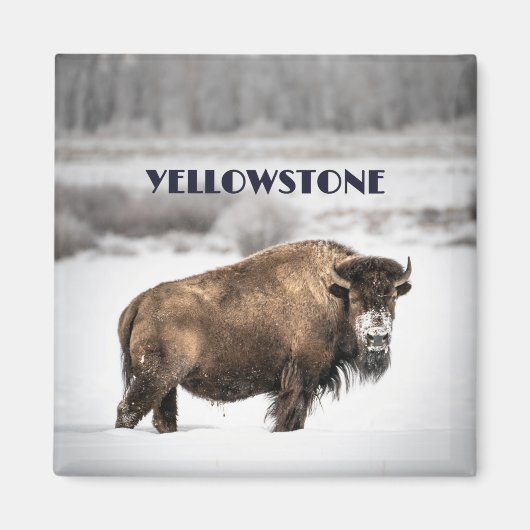 Yellowstone Snowy Buffalo Magnet (Voorkant)