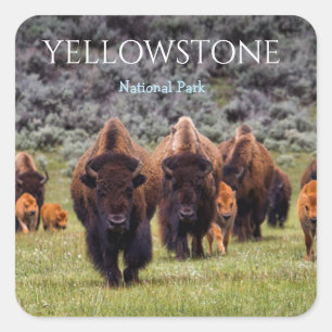 Yellowstone Sticker Nationaal Park Bizon Buffalo