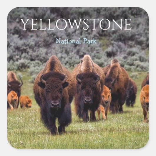 Yellowstone Sticker Nationaal Park Bizon Buffalo (Voorkant)