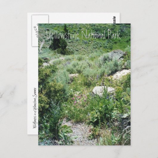 Yellowstone Summer Briefkaart (Voorkant / Achterkant)