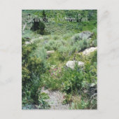 Yellowstone Summer Briefkaart (Voorkant)