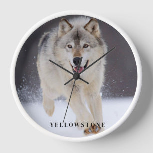 Yellowstone Wolf