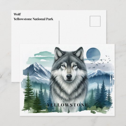 Yellowstone Wolf Briefkaart (Voorkant / Achterkant)