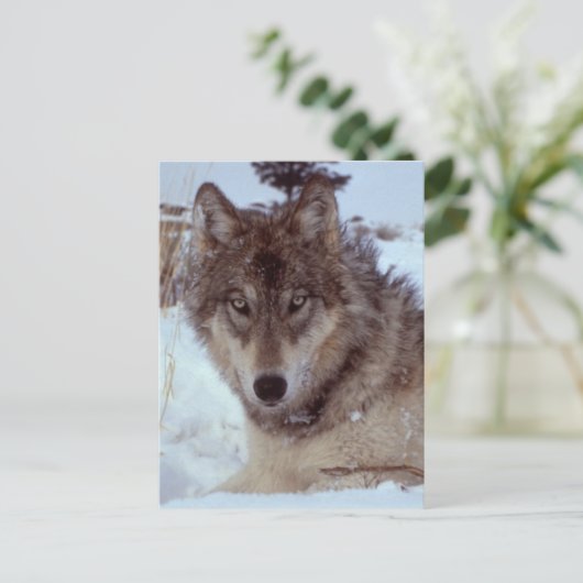 Yellowstone Wolf Briefkaart (Staand voorkant)