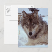Yellowstone Wolf Briefkaart (Voorkant / Achterkant)