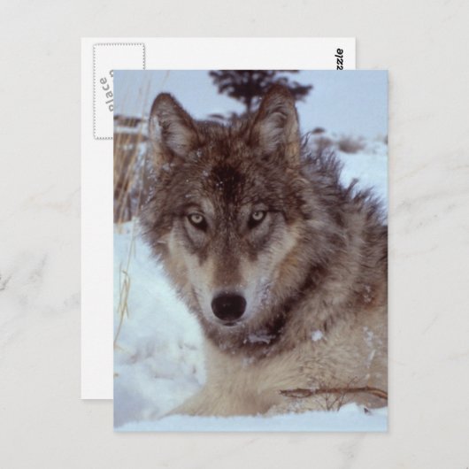 Yellowstone Wolf Briefkaart (Voorkant / Achterkant)