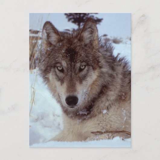 Yellowstone Wolf Briefkaart (Voorkant)