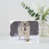 Yellowstone Wolf Briefkaart (Staand voorkant)