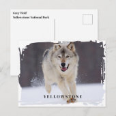 Yellowstone Wolf Briefkaart (Voorkant / Achterkant)
