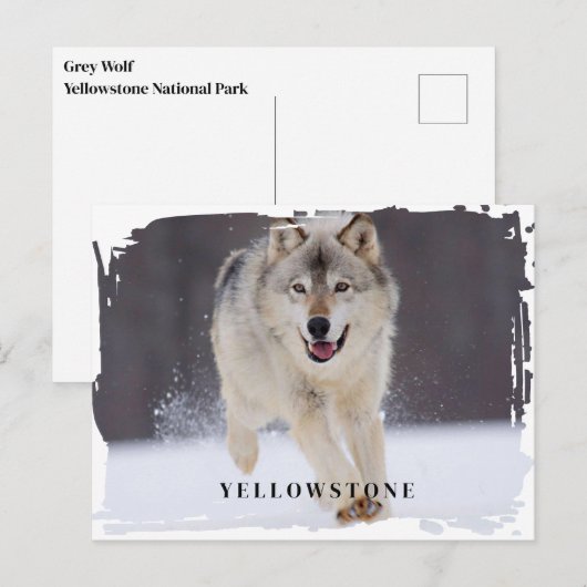 Yellowstone Wolf Briefkaart (Voorkant / Achterkant)