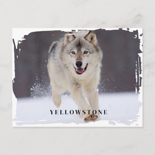 Yellowstone Wolf Briefkaart (Voorkant)