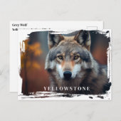 Yellowstone Wolf Briefkaart (Voorkant / Achterkant)