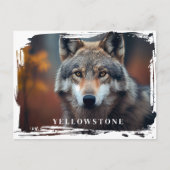 Yellowstone Wolf Briefkaart (Voorkant)