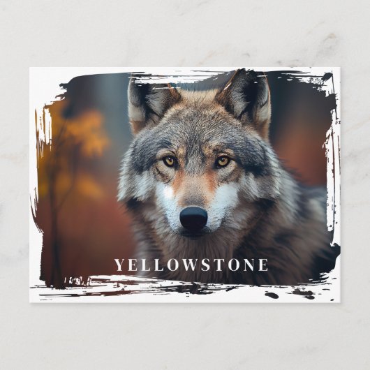Yellowstone Wolf Briefkaart (Voorkant)