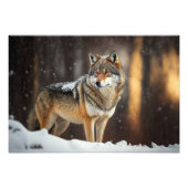 Yellowstone Wolf fotoprint Foto Afdruk (Voorkant)