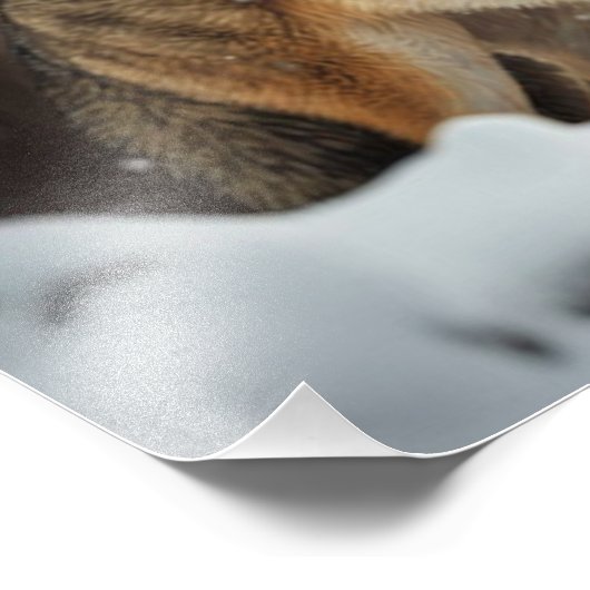 Yellowstone Wolf fotoprint Foto Afdruk (Hoek)