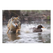 Yellowstone Wolf fotoprint Foto Afdruk (Voorkant)