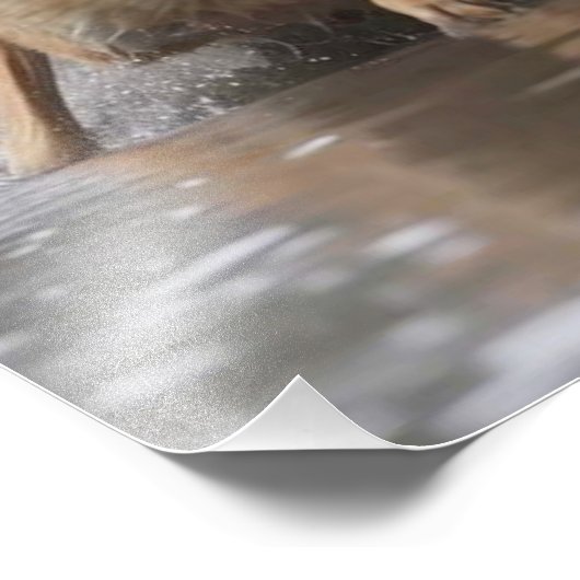 Yellowstone Wolf fotoprint Foto Afdruk (Hoek)