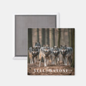 Yellowstone Wolf Maanmagneet Magneet (Voorkant / Achterkant)