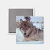 Yellowstone Wolf Magneet (Voorkant / Achterkant)