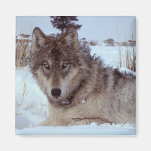 Yellowstone Wolf Magneet