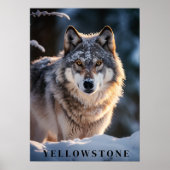 Yellowstone Wolf Poster Kunst (Voorkant)