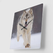 Yellowstone Wolf Vierkante Klok (Hoek)