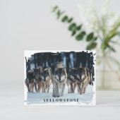 Yellowstone Wolves-Briefkaart Briefkaart (Staand voorkant)