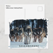 Yellowstone Wolves-Briefkaart Briefkaart (Voorkant / Achterkant)