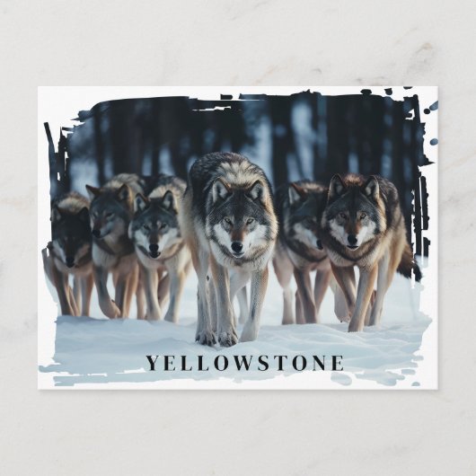 Yellowstone Wolves-Briefkaart Briefkaart (Voorkant)