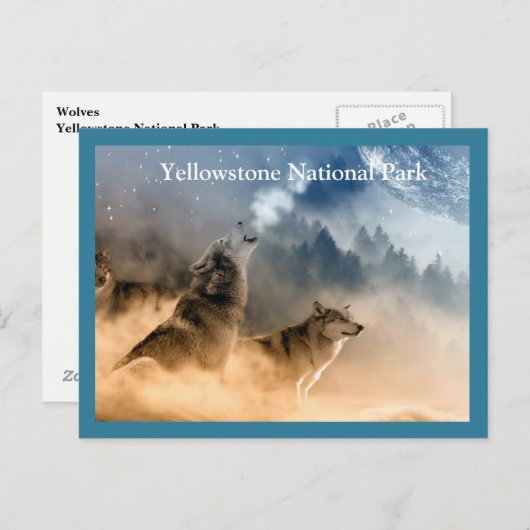 Yellowstone Wolves-Briefkaart Briefkaart (Voorkant / Achterkant)