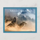 Yellowstone Wolves-Briefkaart Briefkaart (Voorkant)