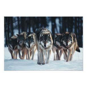 Yellowstone Wolves Fotoprint Foto Afdruk