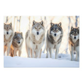 Yellowstone Wolves Fotoprint Foto Afdruk (Voorkant)