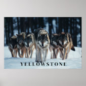 Yellowstone Wolves Poster Kunst (Voorkant)