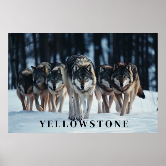 Yellowstone Wolves Poster Kunst (Voorkant)