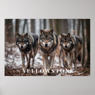 Yellowstone Wolves Poster Kunst