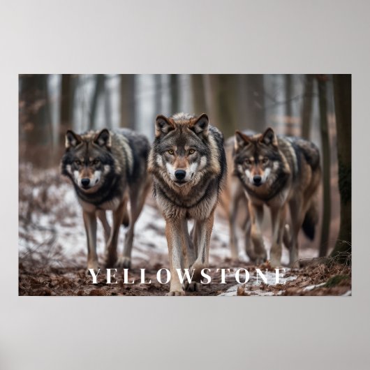 Yellowstone Wolves Poster Kunst (Voorkant)