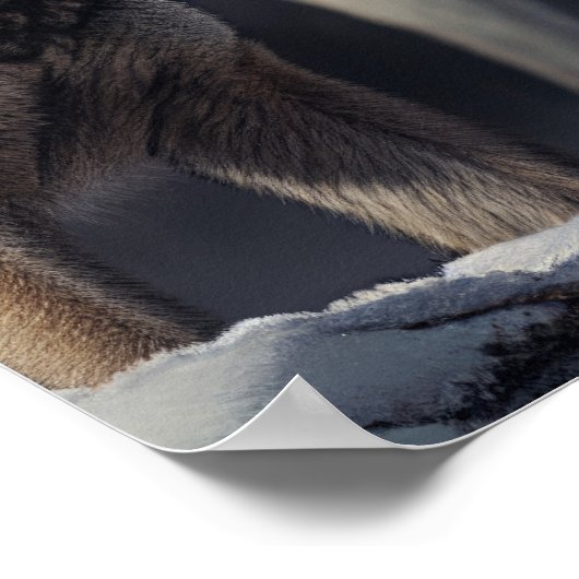 Yellowstone Wolves Poster Kunst (Hoek)