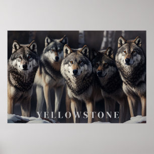 Yellowstone Wolves Poster Kunst