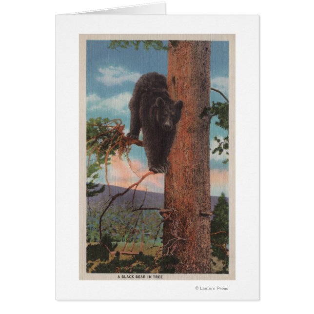 Yellowstone, WYView of Black Beer in Tree (Voorkant)