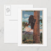 Yellowstone, WYView of Black Beer in Tree Briefkaart (Voorkant / Achterkant)