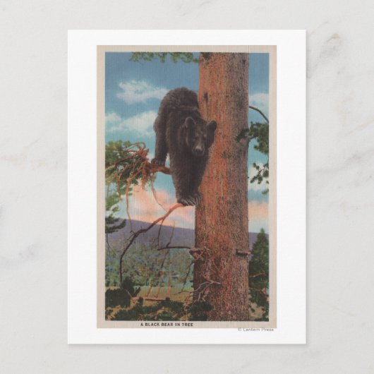 Yellowstone, WYView of Black Beer in Tree Briefkaart (Voorkant)