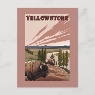 YellowstoneBison Scene Briefkaart